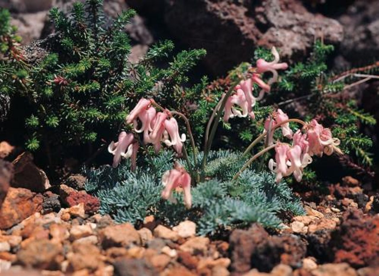 Komakusa Flat Alpine Flowers