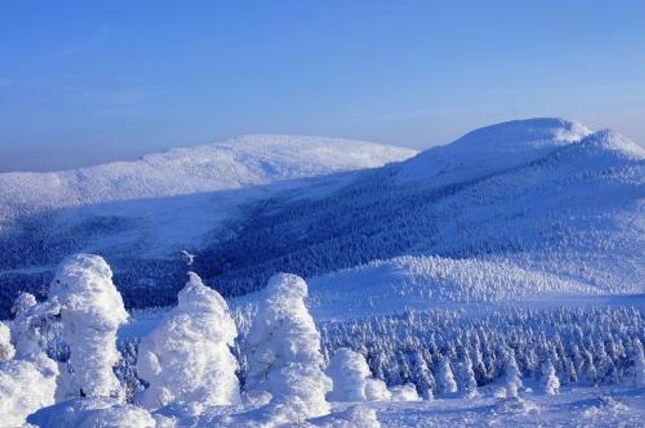 Zao Frost-Covered Trees (Snow Monsters)