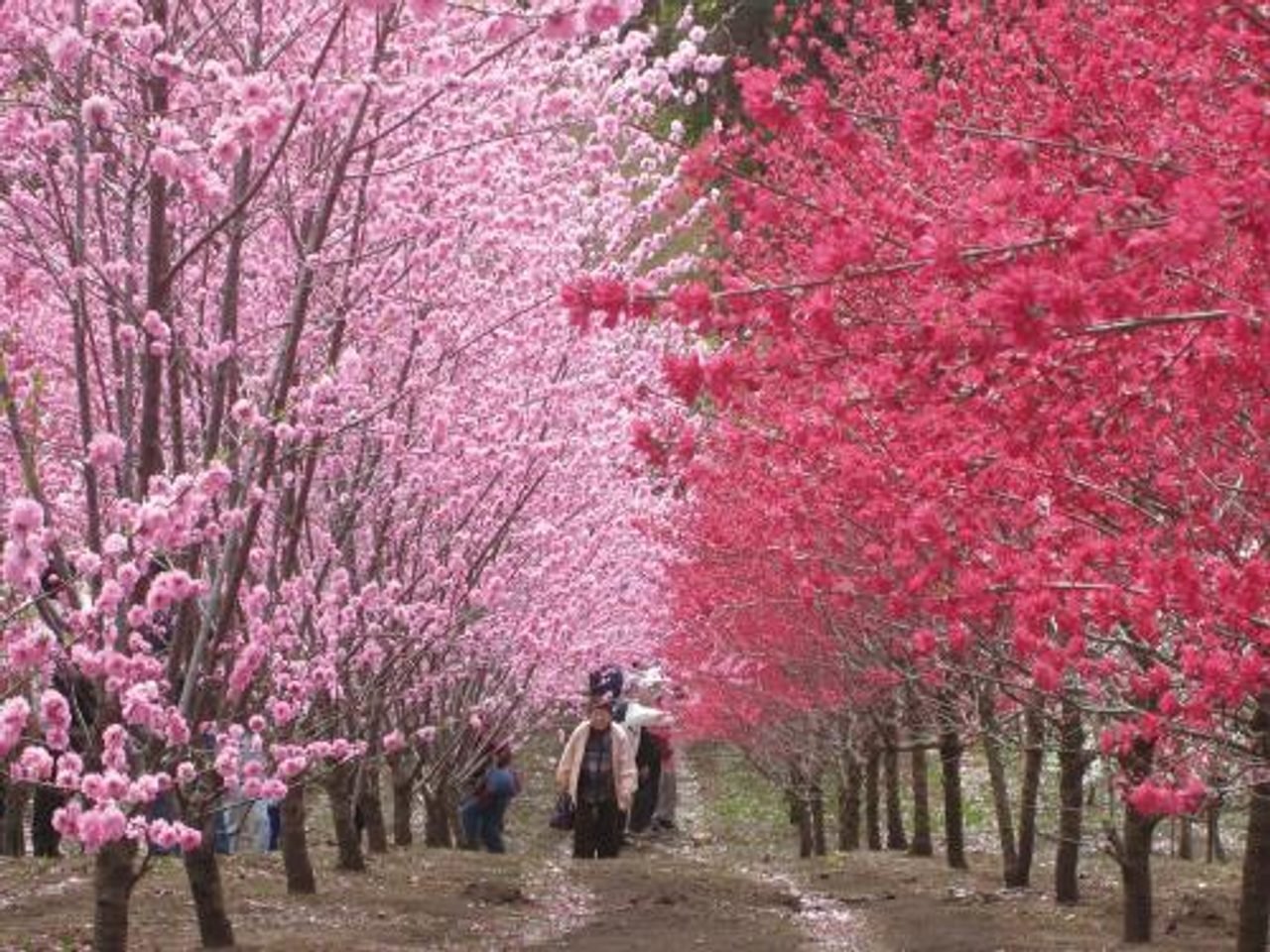 Tourist Flower and Tree Garden
